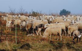 Schaapskudde met kuddewaakhond en wolfwerende flexinetten