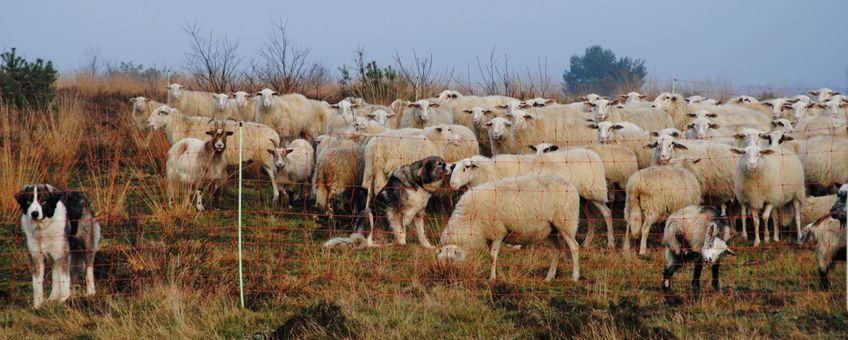 Schaapskudde met kuddewaakhond en wolfwerende flexinetten