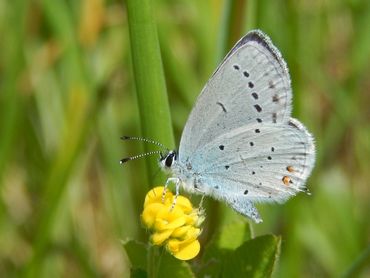 Een net uit de pop gekropen staartblauwtje