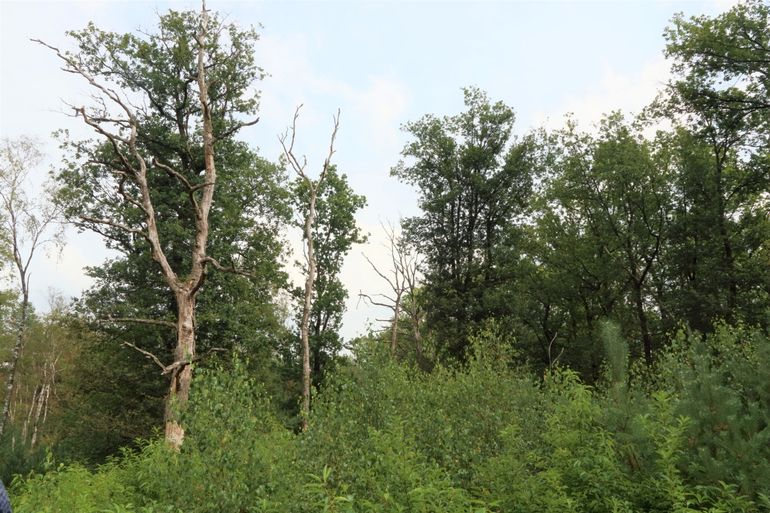 Kwijnende eikenbomen zoals deze kom je veel tegen op de Veluwe