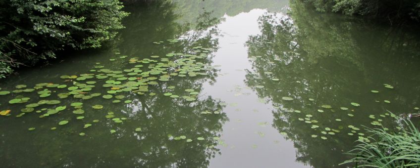 Kolk in park Westerveld bij Arnhem