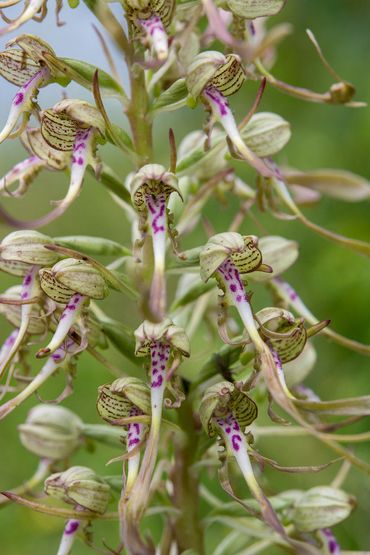 De bladrozetten van de Bokkenorchis komen in de winter bovengronds.