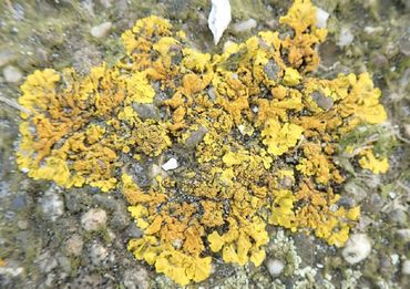 Oranje dooiermos (Xanthoria calcicola)