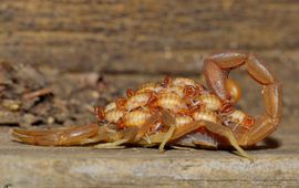 M. Oversteegen and C. de Haseth Centruroides testaceus