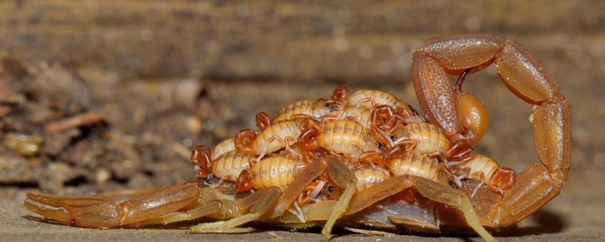 Centruroides testaceus