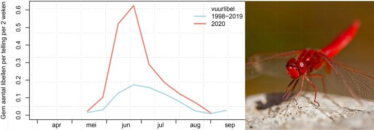 De vuurlibel vloog goed in 2020