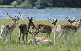 Staatsbosbeheer Damherten op de Haringvreter