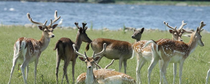 Damherten op de Haringvreter