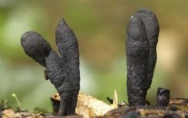 Xylaria longipes
Esdoornhoutknotszwam
N.J.Dam