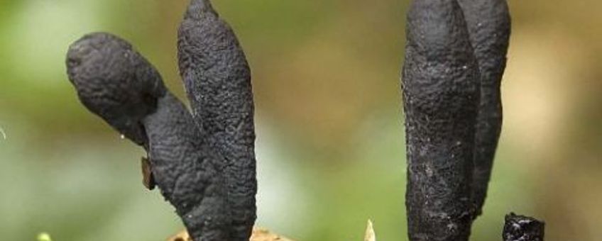 Xylaria longipes
Esdoornhoutknotszwam
N.J.Dam