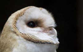 Tyto alba, Kerkuil