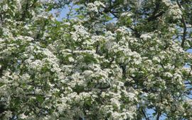 Jasenka Topic, Saxifraga eenstijlige meidoorn