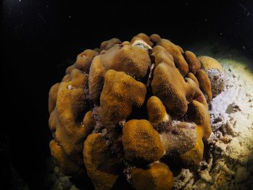 Wild lobed star coral