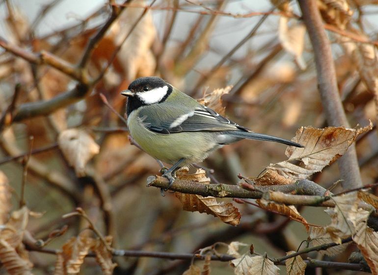 Koolmezen zijn bosvogels die zich ook in de tuin thuisvoelen