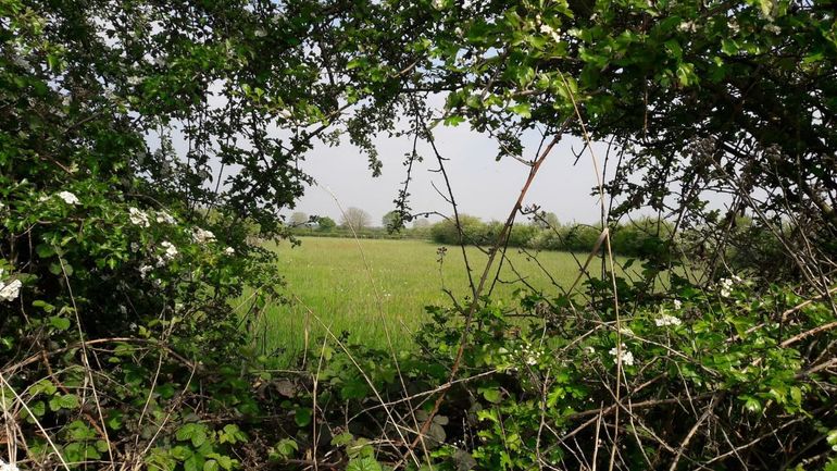In de Maasheggen vind je akkers, weilanden en half-natuurlijke graslanden, afgewisseld met veel (meidoorn)heggen