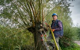 Jan Kempers, bezig met wilgen knotten (Nuenen)