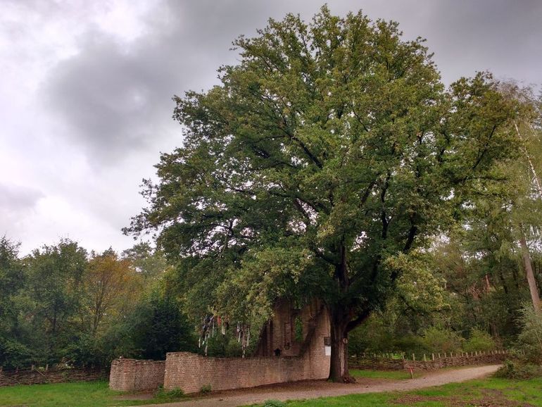 De huidige koortsboom is een eik die aan het eind van de negentiende eeuw is geplant