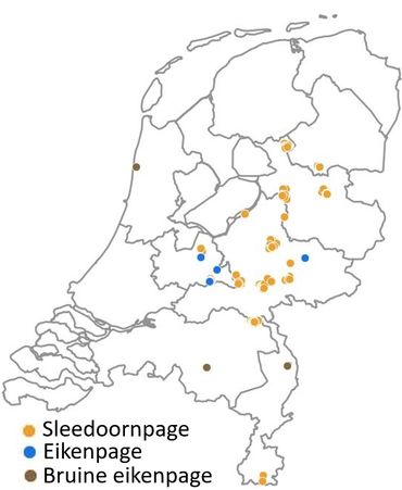 Vindplaatsen eitjes van de kleine pages in de winter 2017-2018