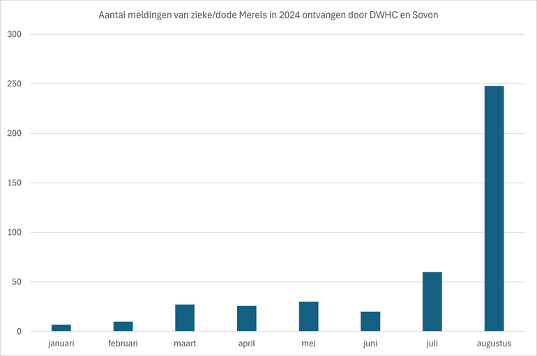 Figuur 1: Aantal meldingen van zieke en dode Merels in 2024, ontvangen door DWHC en Sovon