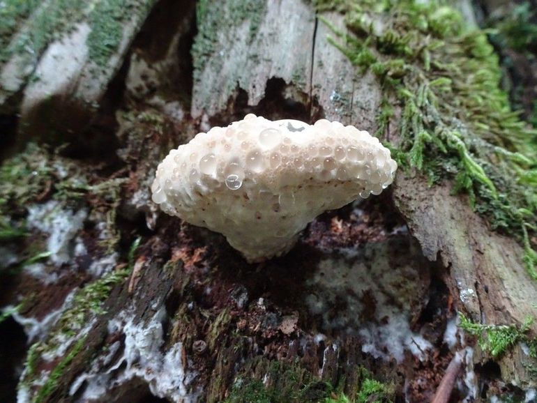 De zwetende kaaszwam vind je in naaldbos en gemengd bos