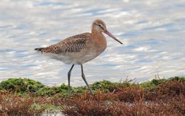 IJslandse grutto juveniel, 16 september 2013, Ottersaat, Texel