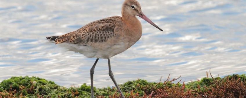 IJslandse grutto juveniel, 16 september 2013, Ottersaat, Texel