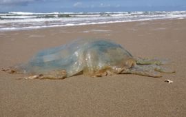 Bij strandpaal 8 op Texel lag een kwal van vijftig centimeter