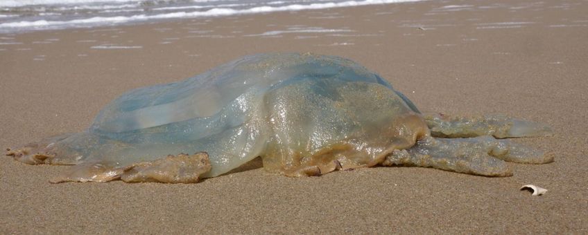 Bij strandpaal 8 op Texel lag een kwal van vijftig centimeter