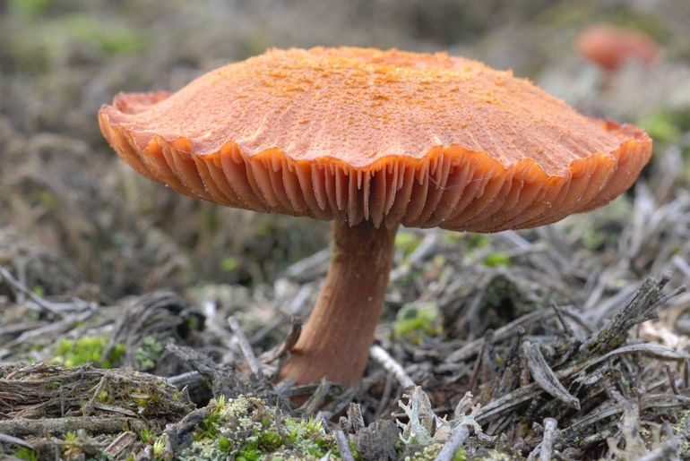 De lamellen van deze gewone fopzwam hebben dezelfde kleur als de hoed. Je ziet ook wat kortere 'tussenlamellen'