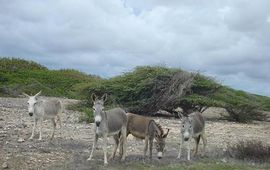 Ezels in het wild op Bonaire,
Serge Melki, Flickr, Creative Commons