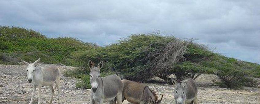 Ezels in het wild op Bonaire,
Serge Melki, Flickr, Creative Commons