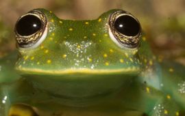 Glaskikker van de soort Sachatamia albomaculata op een blad