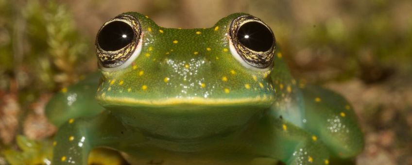 Glaskikker van de soort Sachatamia albomaculata op een blad