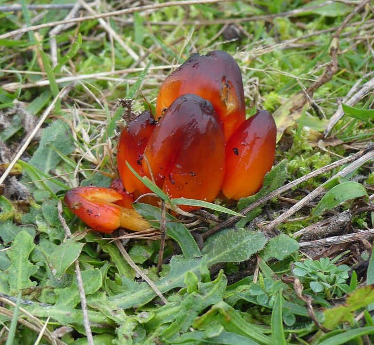 De zwartwordende wasplaat is in heel Nederland te vinden