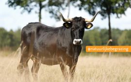 Bob Luijks, Natuurportret Tauros EENMALIG GEBRUIK