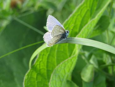 Icarusblauwtje in recreatiegebied Hooge Nesse Veerplaat