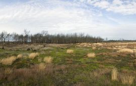 Herstel van Stuifzand op Strabrechtse Heide