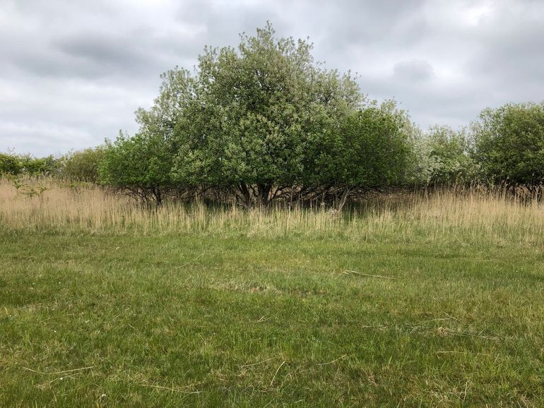 Deer grazing determines how high the vegetation must be to get out of reach