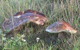 M.W.Boomsluiter Vroeg eekhoorntjesbrood
Boletus reticulatus
M.W.Boomsluiter