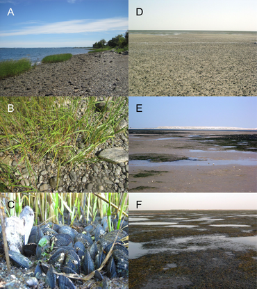 Overzicht van de verschillende biobouwerstadia in de onderzochte kustgebieden Rhode Island (A-C) en de Banc 'd Arguin (D-F). A Kiezels, B Slijkgras, C Slijkgras met mosselen, D Kaal zand, E Jong zeegras en F Oud zeegas met grote poelen