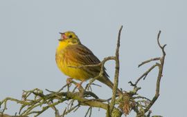 Emberiza citrinella. Geelgors