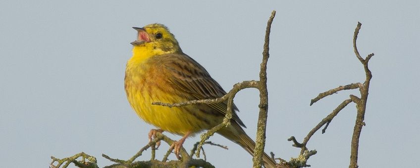 Emberiza citrinella. Geelgors