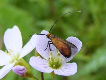 Pinksterbloemlangsprietmot