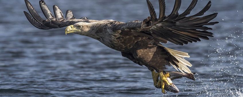 Het aantal zeearenden in Nederland is de afgelopen vijf jaar verdubbeld