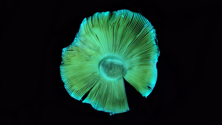 Fluorescente lamellen van de Kleibosrussula onder UV-licht