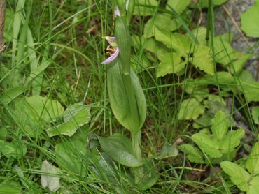 Bijenorchis