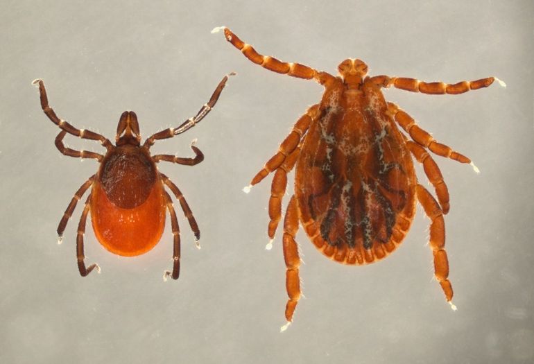 De twee bekendste tekensoorten in Nederland: vrouwtje van schapenteek Ixodes ricinus (L) en vlekkenteek Dermacentor reticulatus (R). Dit zijn algemene soorten, ze hoeven niet verzameld te worden, maar melden op Waarneming.nl is altijd zinvol