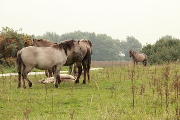 Koniks op de Landtong Rozenburg