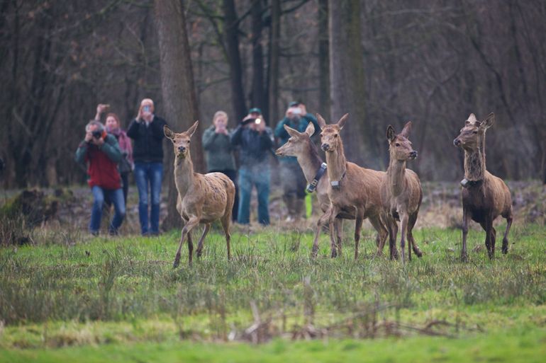 Edelherten in het Groene Woud