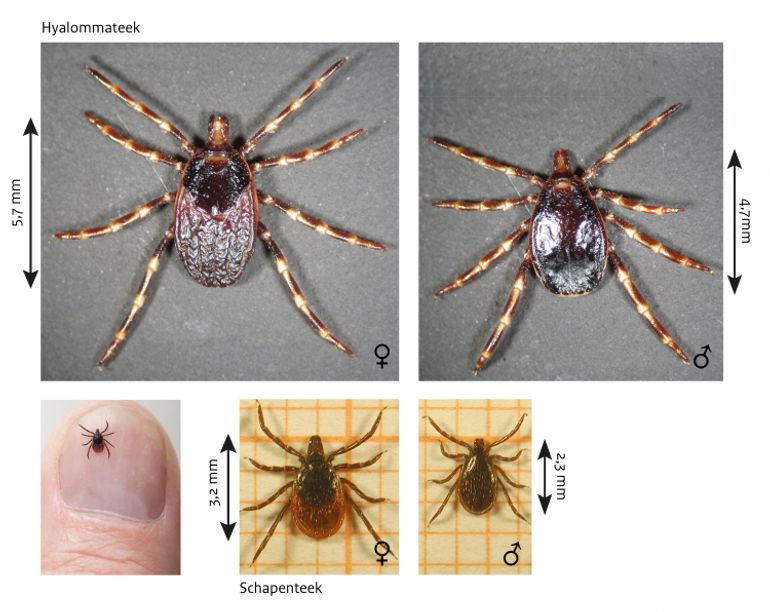 Volwassen vrouwtjes (links) en mannetjes (rechts) van zowel de hyalommateek (boven) als de schapenteek (onder)